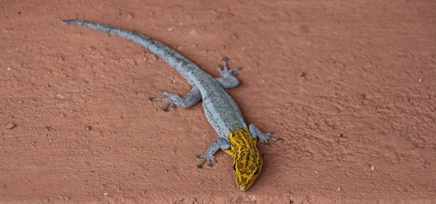 Gelbkopf Zwerggecko(Lygodactylus picturatus)