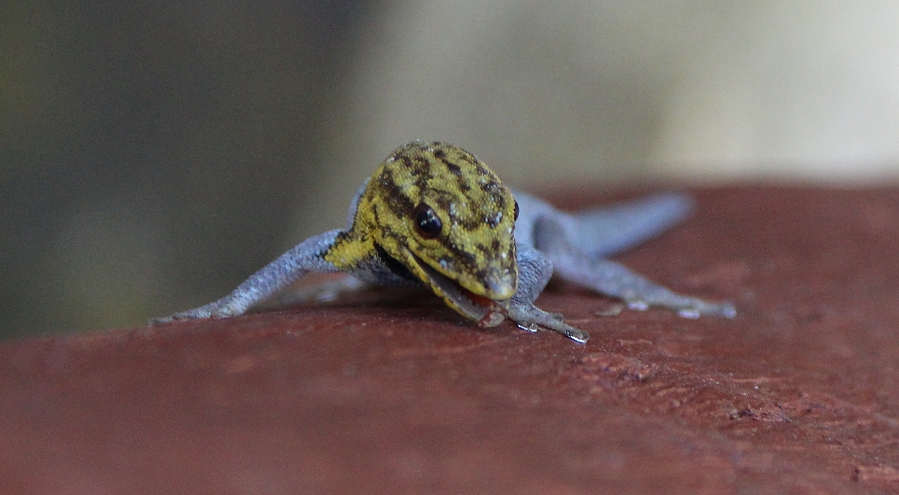 Gelbkopf Zwerggecko(Lygodactylus picturatus)