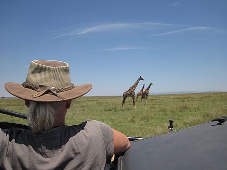Masai Giraffen (Giraffa tippelskirchi)