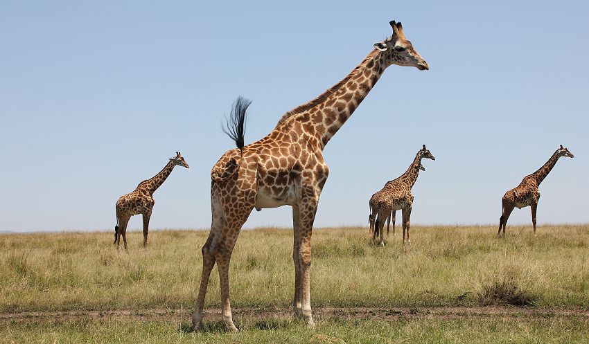 Masai Giraffen (Giraffa tippelskirchi)
