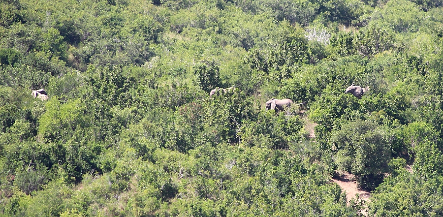 Elefanten im Mwaluganje Reservat