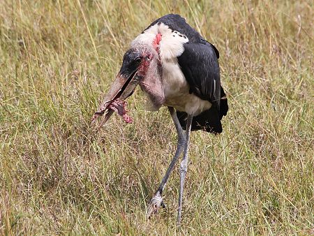 Marabu