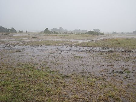 Regen in der Masai Mara