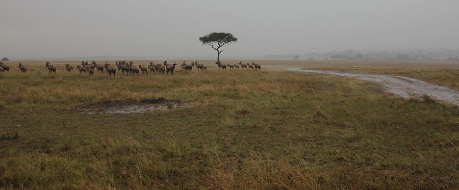 Regen in der Masai Mara