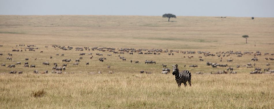 Masai Mara