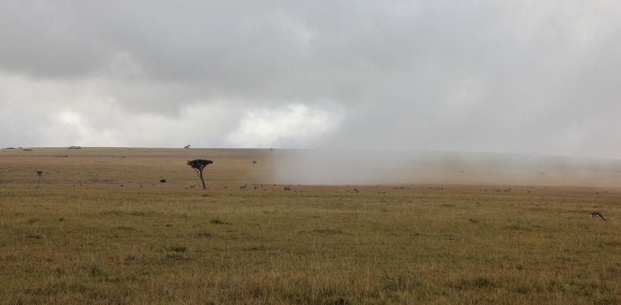 Nebel in der Masai Mara