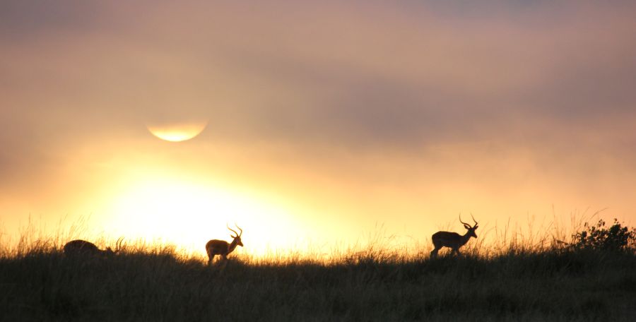 Nebel in der Masai Mara
