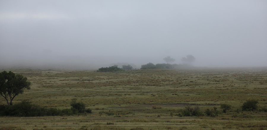 Nebel in der Masai Mara