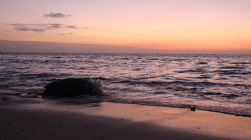 Grüne Meeresschildkröte (Chelonia mydas), Eiablage