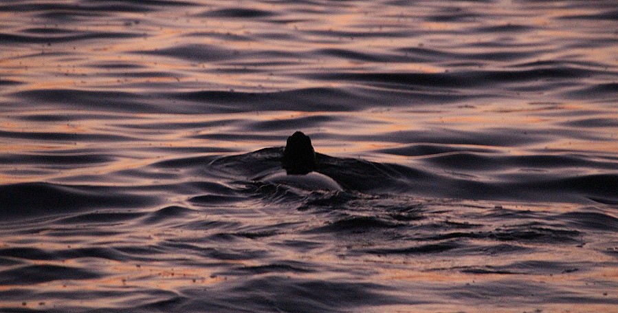 Grüne Meeresschildkröte (Chelonia mydas), Eiablage