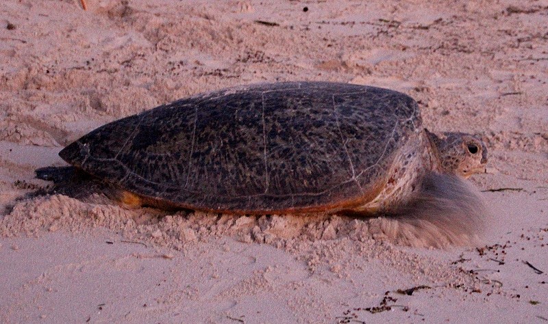 Grüne Meeresschildkröte (Chelonia mydas), Eiablage