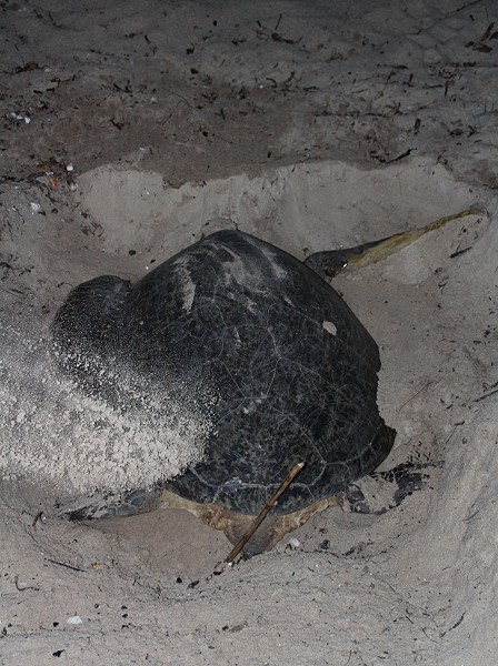 Grüne Meeresschildkröte (Chelonia mydas), Eiablage