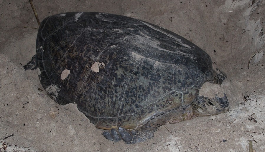 Grüne Meeresschildkröte (Chelonia mydas), Eiablage