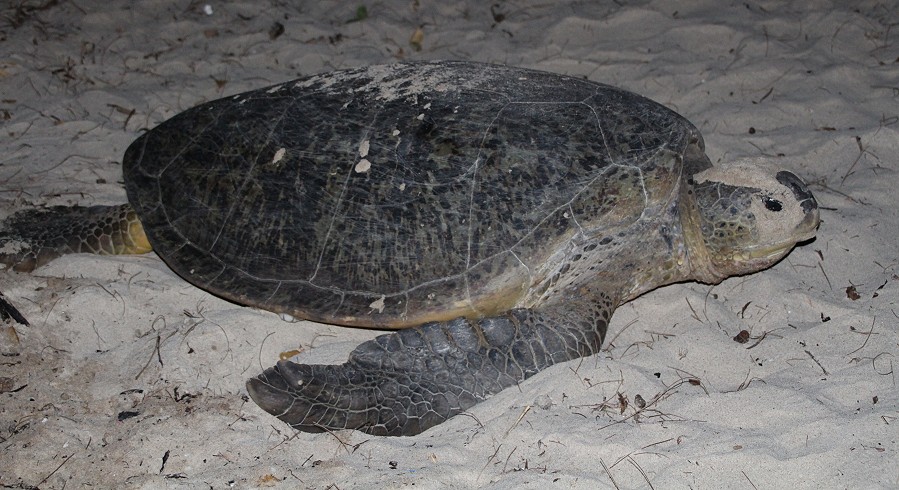 Grüne Meeresschildkröte (Chelonia mydas), Eiablage