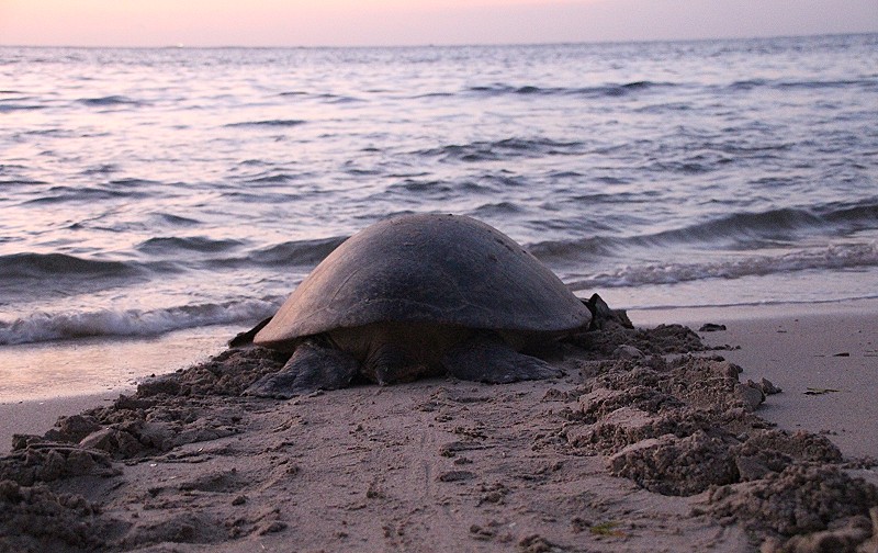 Grüne Meeresschildkröte (Chelonia mydas), Eiablage