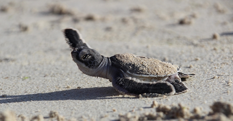 Grüne Meeresschildkröte (Chelonia mydas) Schlupf
