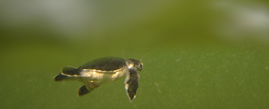 Grüne Meeresschildkröte (Chelonia mydas) Schlupf