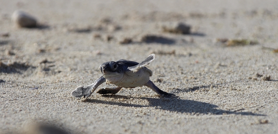 Grüne Meeresschildkröte (Chelonia mydas) Schlupf