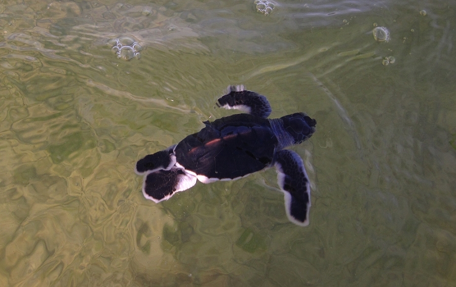 Grüne Meeresschildkröte (Chelonia mydas) Schlupf
