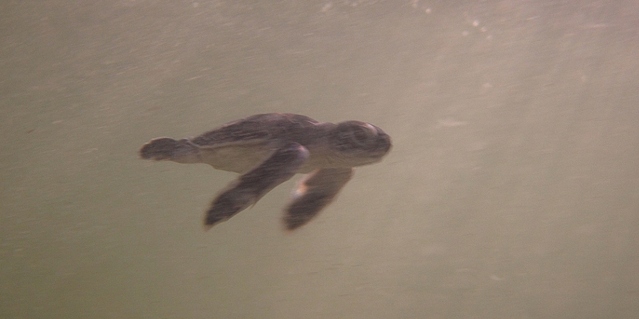 Grüne Meeresschildkröte (Chelonia mydas) Schlupf