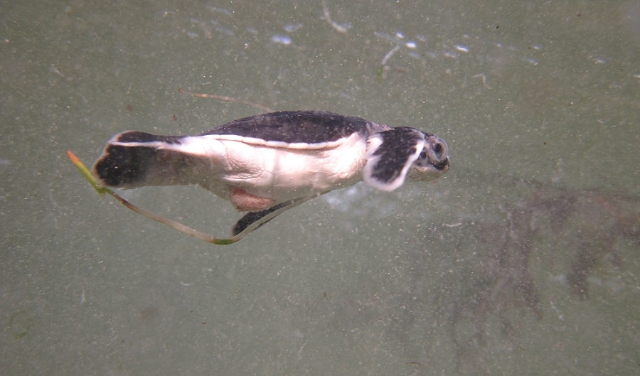 Grüne Meeresschildkröte (Chelonia mydas) Schlupf