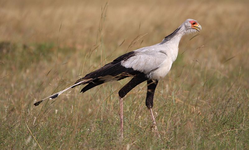 Sekretär (Sagittarius serpentarius)