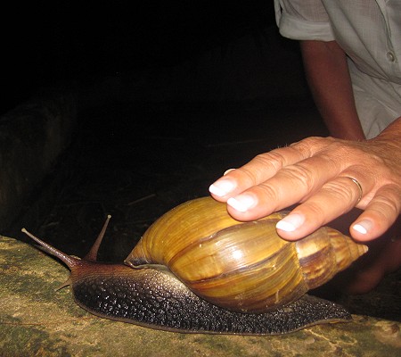 Achatschnecke