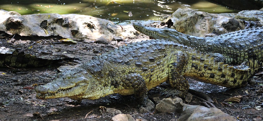 Nilkrokodil