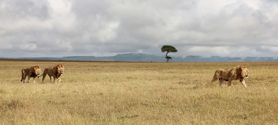 Marsh Pride Lions - Koshoke, Baba Yao,Kibogoyo