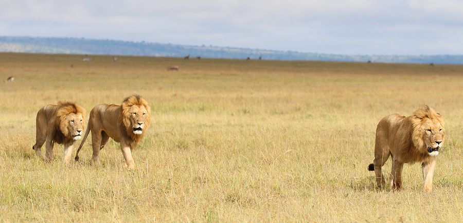 Marsh Pride Lions - Koshoke, Baba Yao,Kibogoyo