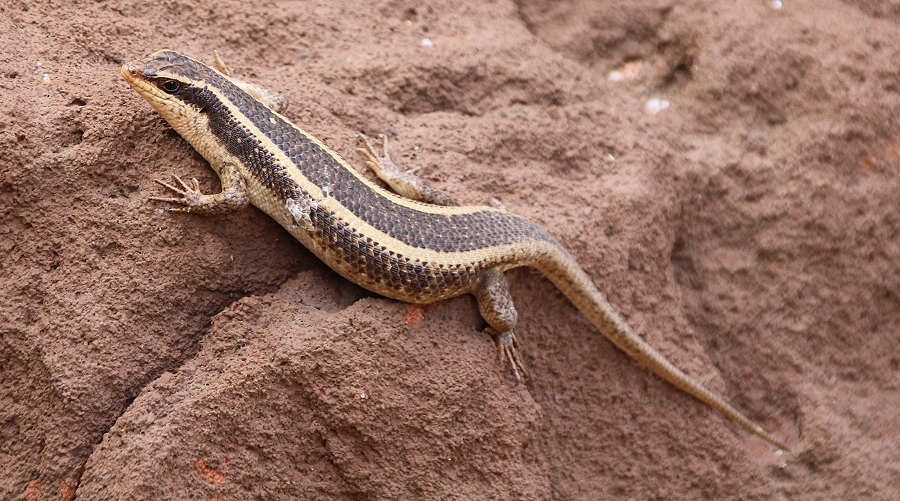 Streifenskink (Trachylepis striata)