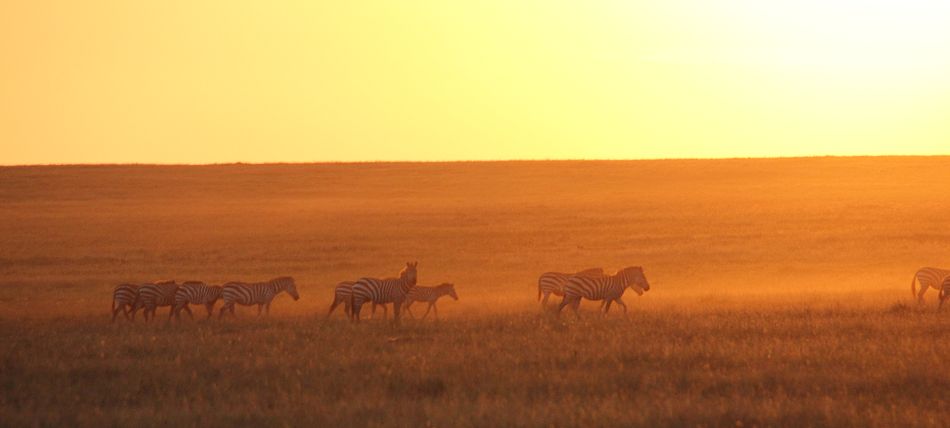 Sonnenuntergang in der masai mara