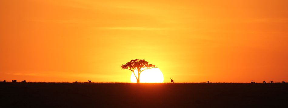Sonnenuntergang in der masai mara