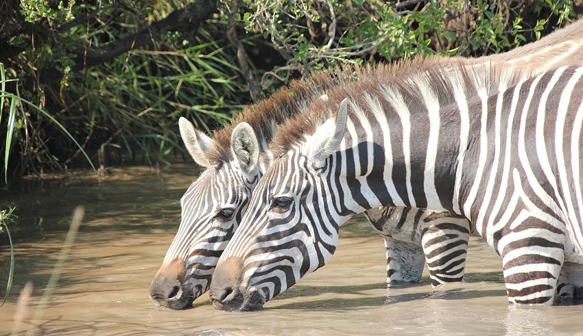 Zebras