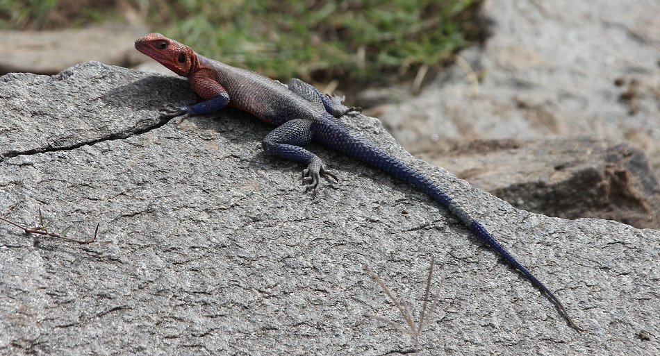 Agama Agama, Masai Mara