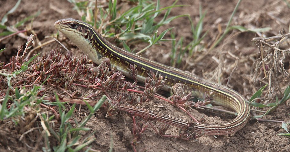 Black Lined Plated Lizard