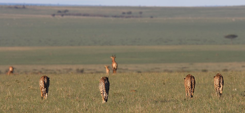 Fast Five auf der Jagd