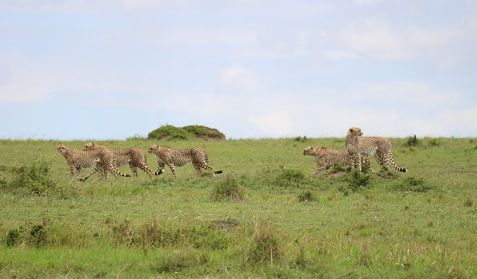 Geparden, Tano Bora, Fast Fife, erlegen Eland Antilope