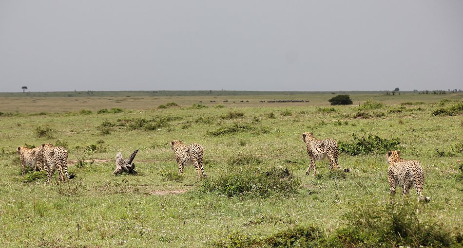 Geparden, Tano Bora, Fast Fife, erlegen Eland Antilope