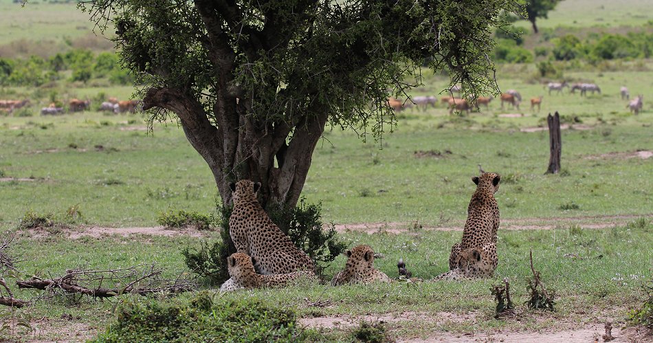 Geparden, Tano Bora, Fast Fife, erlegen Eland Antilope