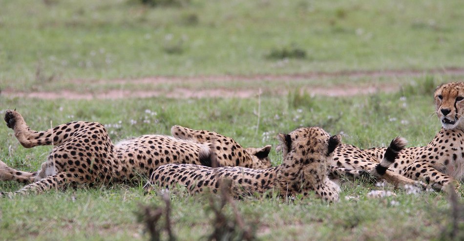 Geparden, Tano Bora, Fast Fife, erlegen Eland Antilope