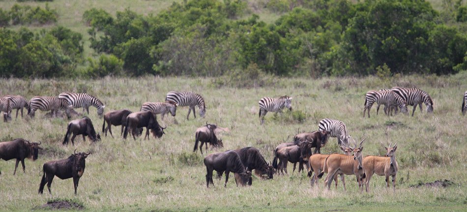 Geparden, Tano Bora, Fast Fife, erlegen Eland Antilope