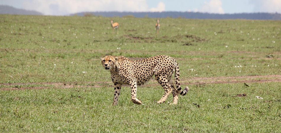 Geparden, Tano Bora, Fast Fife, erlegen Eland Antilope