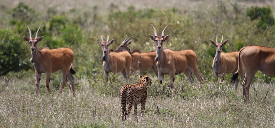 Geparden, Tano Bora, Fast Fife, erlegen Eland Antilope