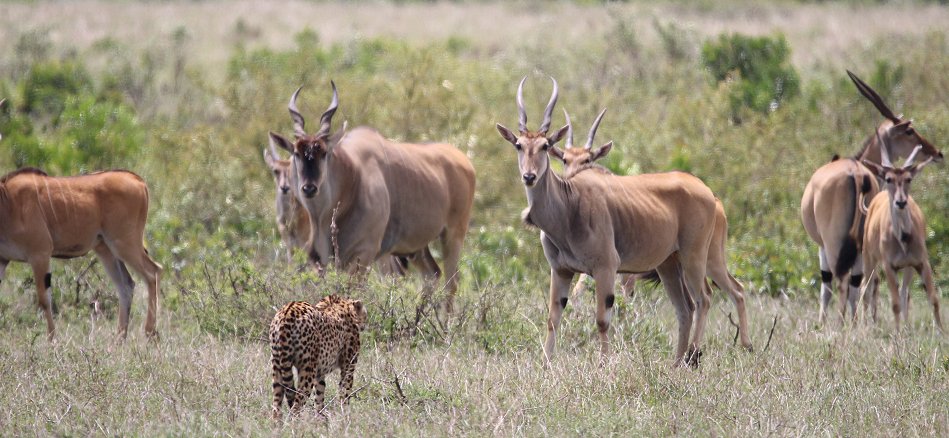Geparden, Tano Bora, Fast Fife, erlegen Eland Antilope