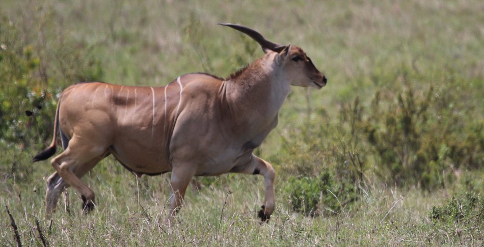 Geparden, Tano Bora, Fast Fife, erlegen Eland Antilope