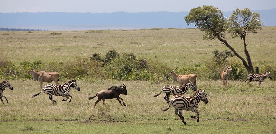Geparden, Tano Bora, Fast Fife, erlegen Eland Antilope