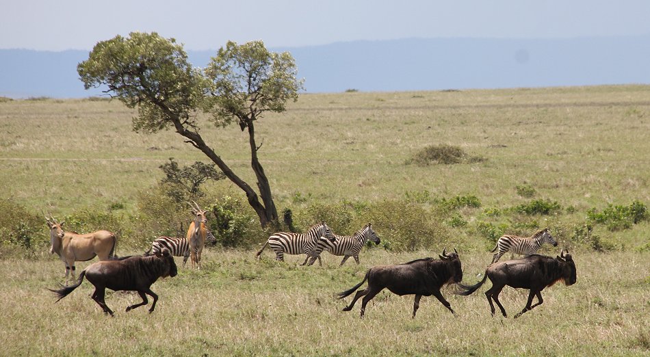 Geparden, Tano Bora, Fast Fife, erlegen Eland Antilope