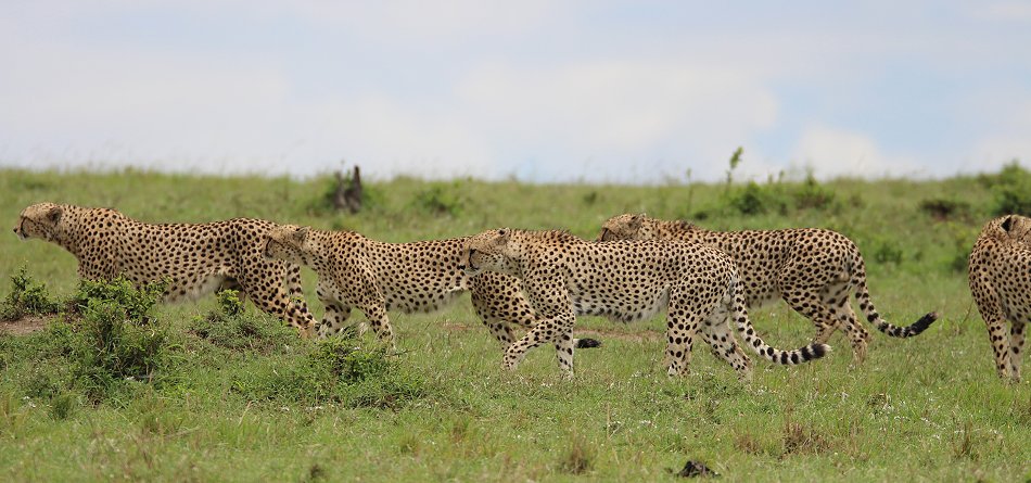 Geparden, Tano Bora, Fast Fife, erlegen Eland Antilope