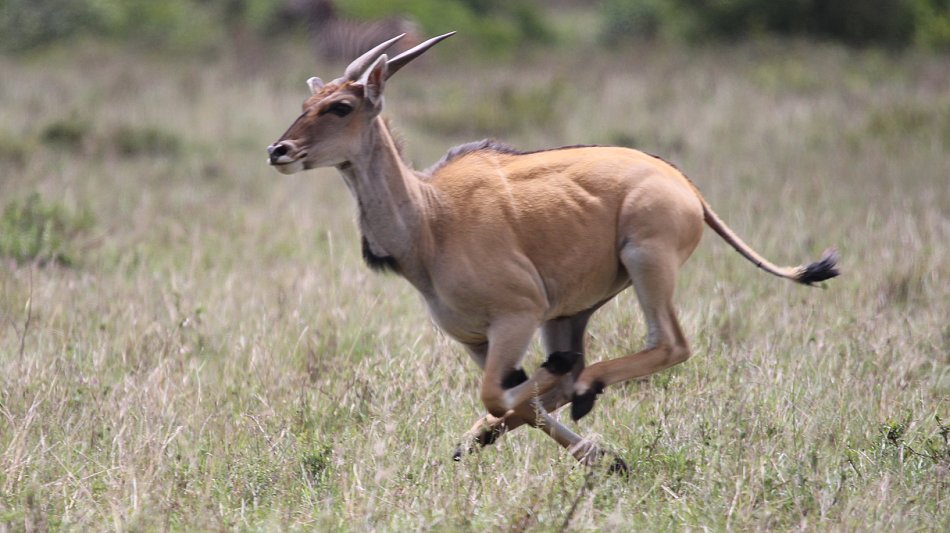 Geparden, Tano Bora, Fast Fife, erlegen Eland Antilope